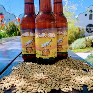 Spring Bock:  Maibock 12pk
