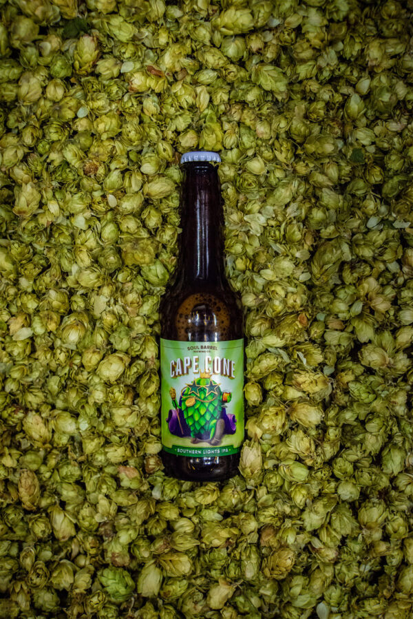 Cape Cone IPA bottle nestled in fresh South African hops